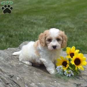 Frankie, Cavachon Puppy